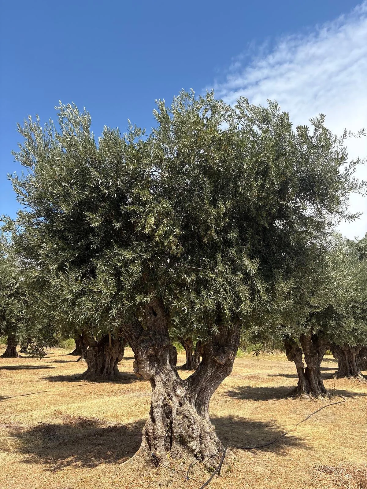 Ancient Olive Trees
