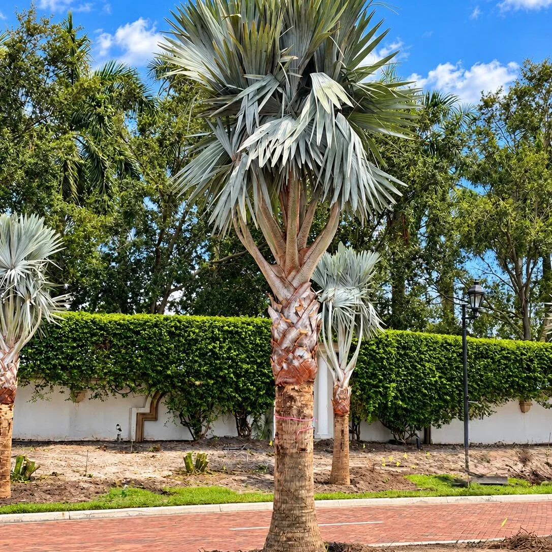 Stunning Bismarck Palms